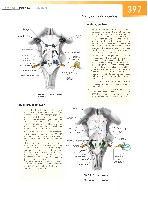 Sobotta Atlas of Human Anatomy  Head,Neck,Upper Limb Volume1 2006, page 404